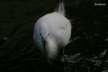 20090131_067.jpg