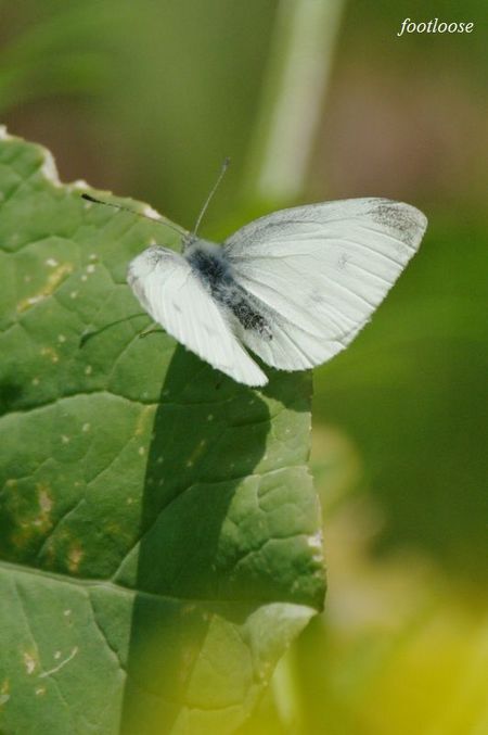20090325_006.jpg