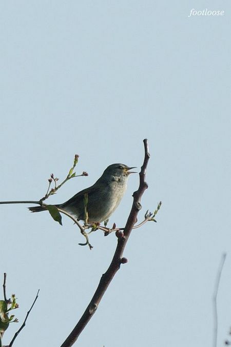 20090401_019.jpg