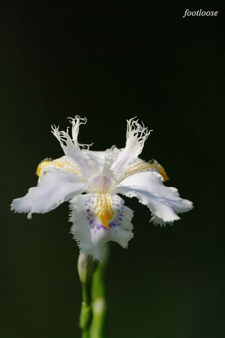 20090401_105.jpg