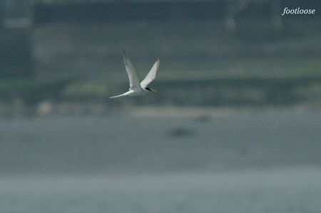 20090419_707.jpg