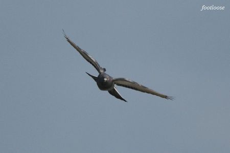 20090601_119.jpg