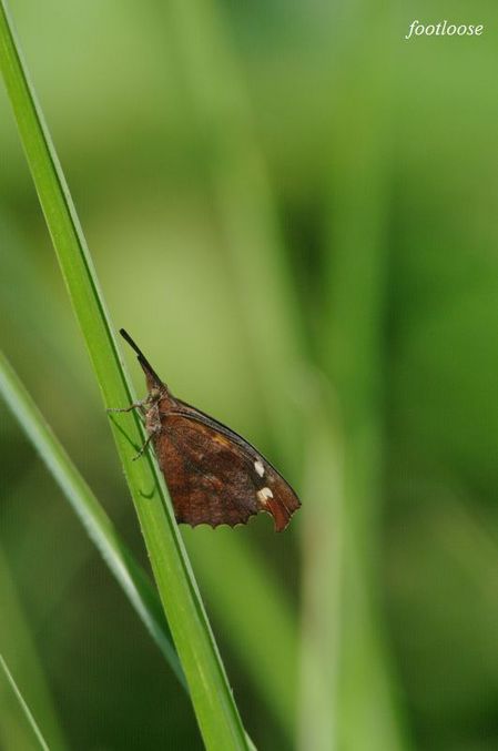 20090620_412.jpg