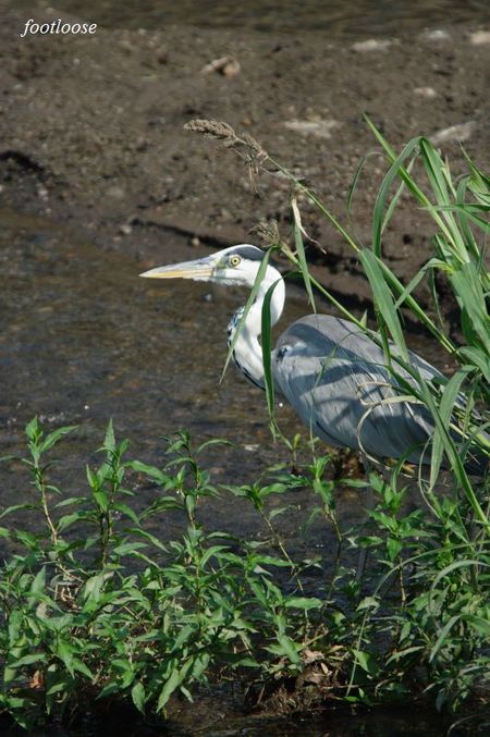 20090707_021.jpg