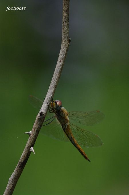 20090707_227.jpg