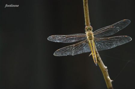 20090707_235.jpg