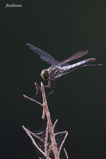 20090731_023.jpg