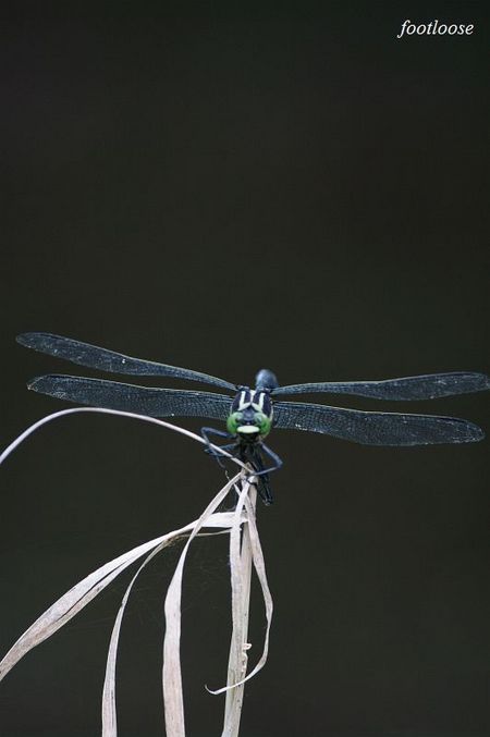 20090731_113.jpg