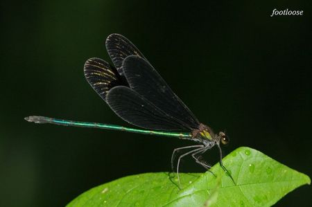20090731_131.jpg