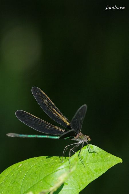 20090731_146.jpg