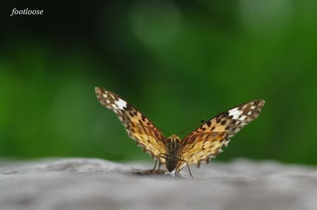20090802_053.jpg