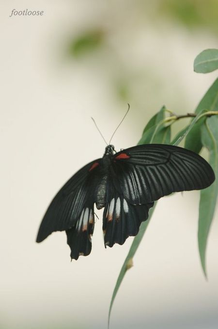 20090816_018.jpg