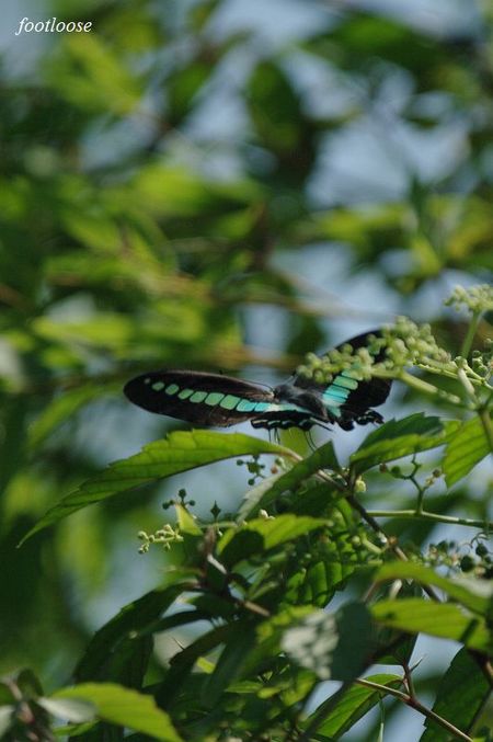 20090825_067.jpg
