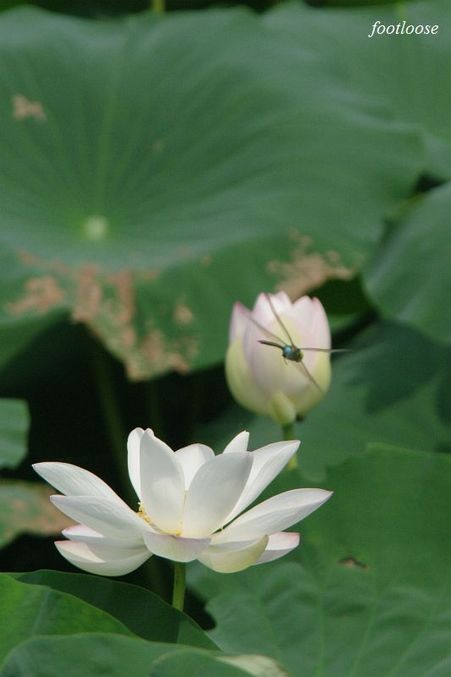 20090830_189.jpg
