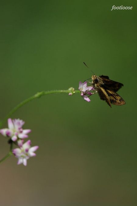 20090919_034.jpg