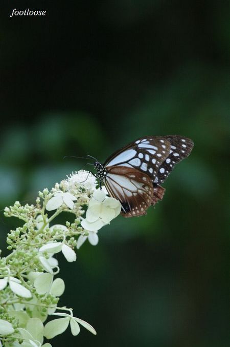 20090919_152.jpg