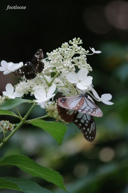 20090919_173.jpg
