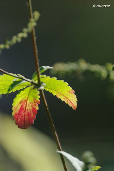 20091204_058.jpg