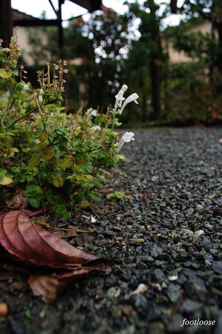 20091205_068.jpg