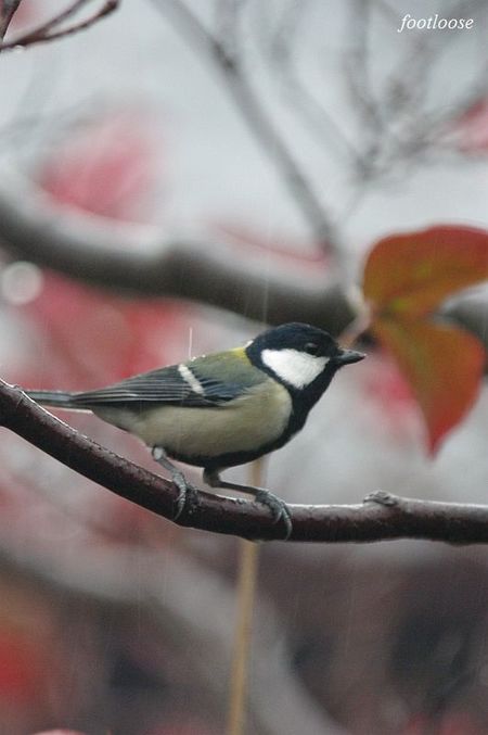 20091210_041.jpg