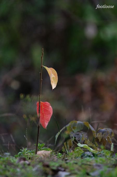 20091217_036.jpg