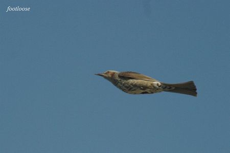 20091227_278b.jpg