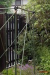 20070609nigauri_002.jpg