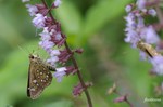 20070729_005.jpg