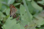 20070729_032.jpg