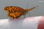 20070729_043.jpg