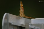 20070729_044.jpg