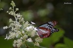 20070729_064.jpg