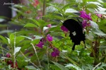 20070729_110.jpg