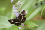 20070729_139.jpg