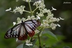 20070729_146.jpg