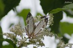 20070729_150.jpg