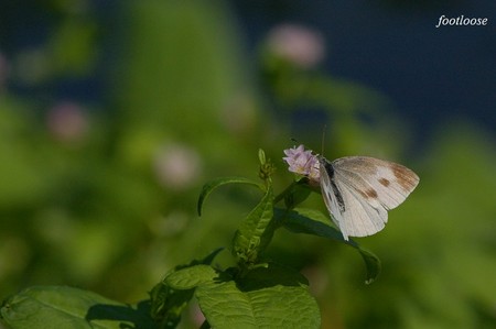 20071028_254.jpg