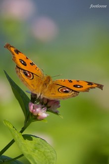20071028_267.jpg