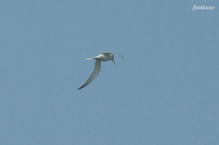 20090419_282.jpg