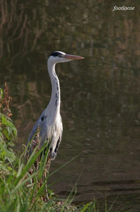 20090601_004.jpg