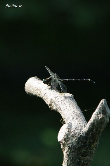 20090731_168.jpg