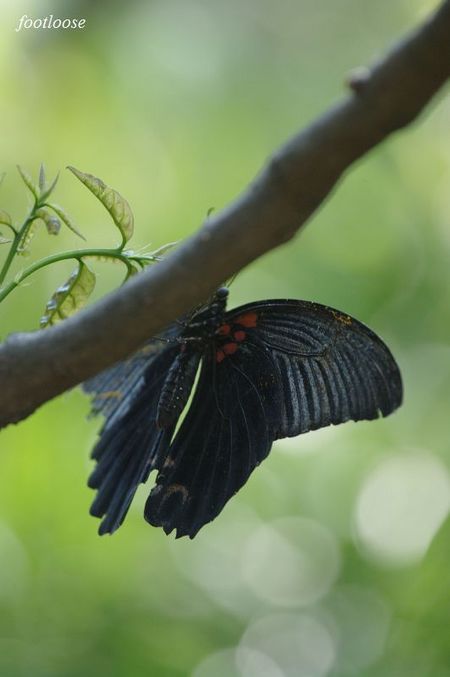 20090825_003.jpg