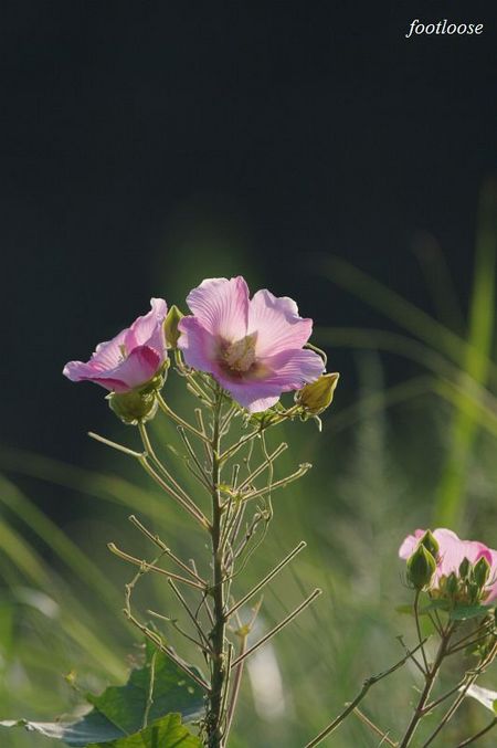 20090917_006.jpg