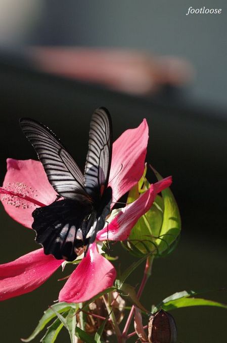 20090919_021.jpg